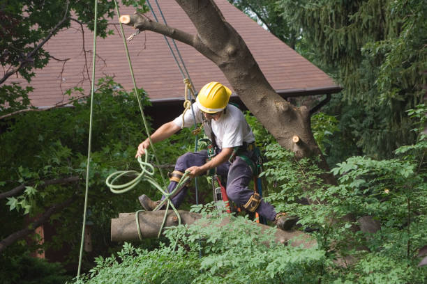 Best Stump Grinding and Removal  in Latta, OK